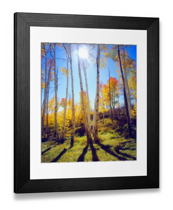 Framed Print : USA; Utah; Fall colors of Aspen trees Framed Print : USA; Utah; Fall colors of Aspen trees