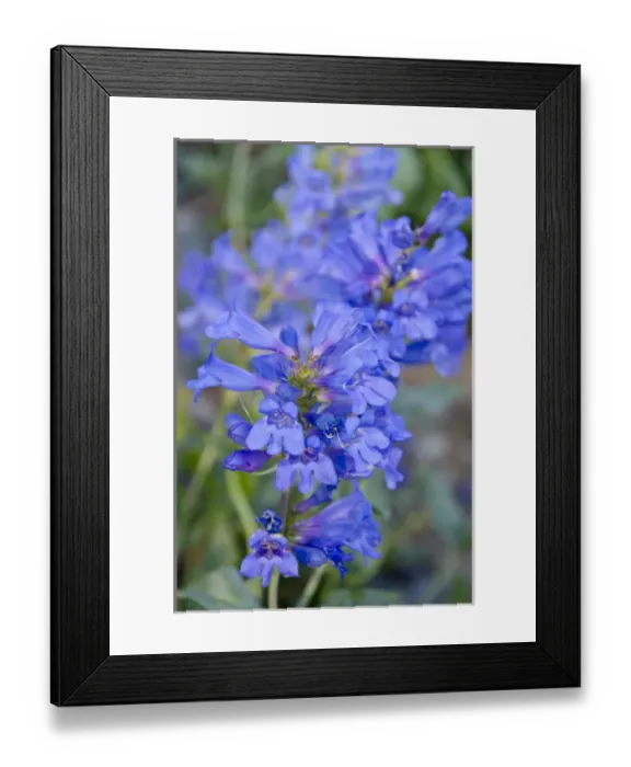 Framed Print : Willard Basin Penstimen, Wasatch Mountains, Utah