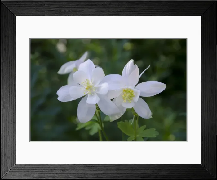 Framed Print : Willard Basin, Columbine, Wasatch mountains, Utah Framed Print : Willard Basin, Columbine, Wasatch mountains, Utah