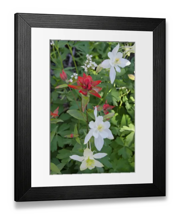 Framed Print : Willard Basin, Columbine, Paintbrush Framed Print : Willard Basin, Columbine, Paintbrush