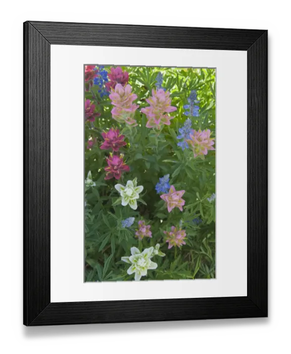 Framed Print : Paintbrush and Lupine, Alta Ski Resort, Uinta- Wasatch - cache National Forest near Alta Framed Print : Paintbrush and Lupine, Alta Ski Resort, Uinta- Wasatch - cache National Forest near Alta