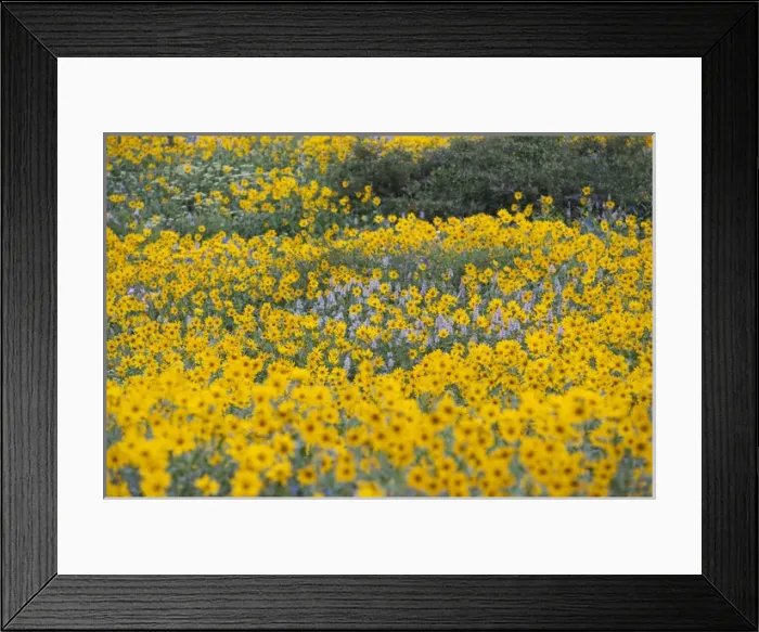 Framed Print : Field of Wildflowers, Arnica SP, Urticifolia Horse Mint, in Willard Basin, Willard Framed Print : Field of Wildflowers, Arnica SP, Urticifolia Horse Mint, in Willard Basin, Willard