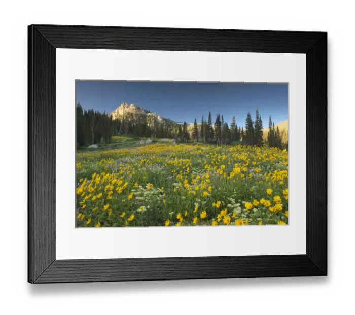 Framed Print : Field of Wildflowers, Arrowleaf Balsam Root(Balsamorhiza sagittata), Cow Parsnip Framed Print : Field of Wildflowers, Arrowleaf Balsam Root(Balsamorhiza sagittata), Cow Parsnip