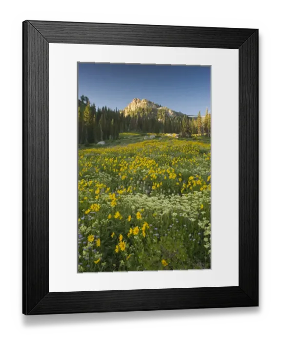 Framed Print : Panoramic Field of Wildflowers, Arnica SP, Urticifolia Horse Mint, Cow Parsnip Framed Print : Panoramic Field of Wildflowers, Arnica SP, Urticifolia Horse Mint, Cow Parsnip
