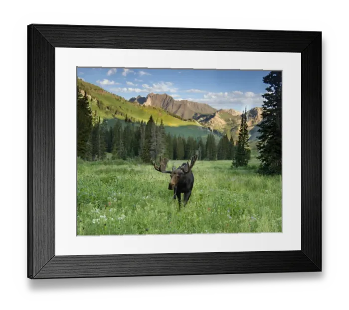 Framed Print : Bull moose (Alces alces) in wildflowers, Little Cottonwood Canyon, Alta Ski Resort