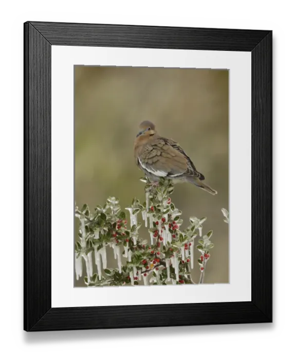 Framed Print : White-winged Dove (Zenaida asiatica), adult perched on icy branch of Yaupon Holly (Ilex vomitoria) Framed Print : White-winged Dove (Zenaida asiatica), adult perched on icy branch of Yaupon Holly (Ilex vomitoria)