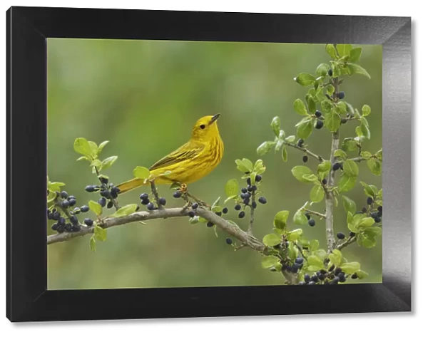 Yellow Warbler (Dendroica petechia), adult male perched on Elbow bush (Forestiera