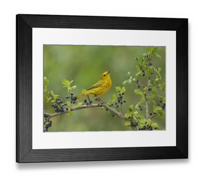 Framed Print : Yellow Warbler (Dendroica petechia), adult male perched on Elbow bush (Forestiera Framed Print : Yellow Warbler (Dendroica petechia), adult male perched on Elbow bush (Forestiera
