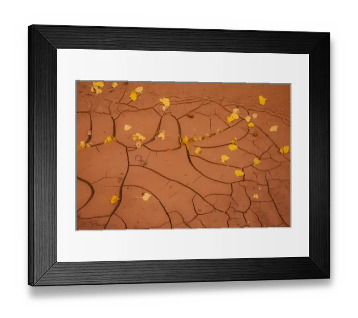 Framed Print : USA, Utah, Capitol Reef. Cracked mud and fall leaves Framed Print : USA, Utah, Capitol Reef. Cracked mud and fall leaves