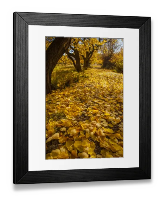Framed Print : USA, Utah, Capitol Reef. Autumn leaves on Fremont River Trail Framed Print : USA, Utah, Capitol Reef. Autumn leaves on Fremont River Trail