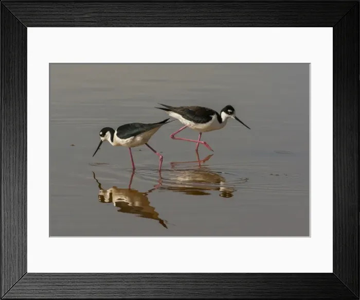Framed Print : USA, Utah, Bear River National Wildlife Refuge. Black-necked stilts feeding. Credit as