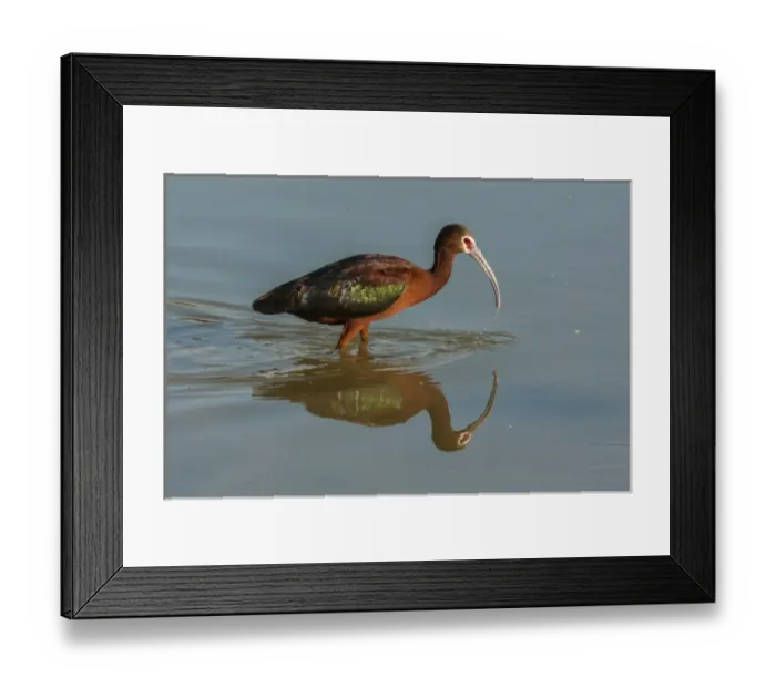 Framed Print : USA, Utah, Bear River National Wildlife Refuge. White-faced ibis feeding. Credit as Framed Print : USA, Utah, Bear River National Wildlife Refuge. White-faced ibis feeding. Credit as