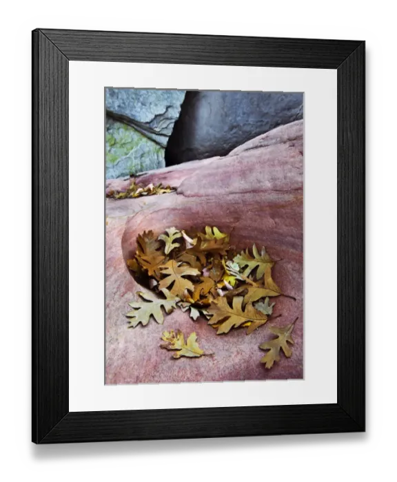 Framed Print : USA, Utah, Zion National Park. Gambel oak leaves fallen on red rock Framed Print : USA, Utah, Zion National Park. Gambel oak leaves fallen on red rock