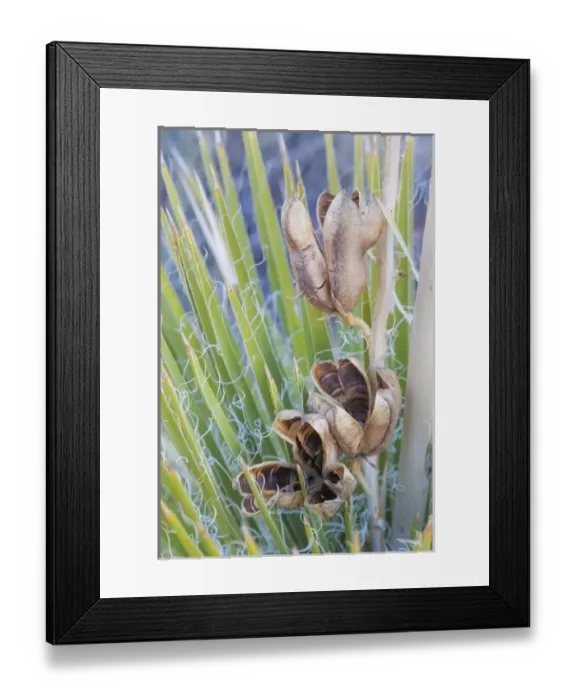 Framed Print : USA, Utah, Glen Canyon National Recreation Area. Close-up of a yucca plant with seed pods