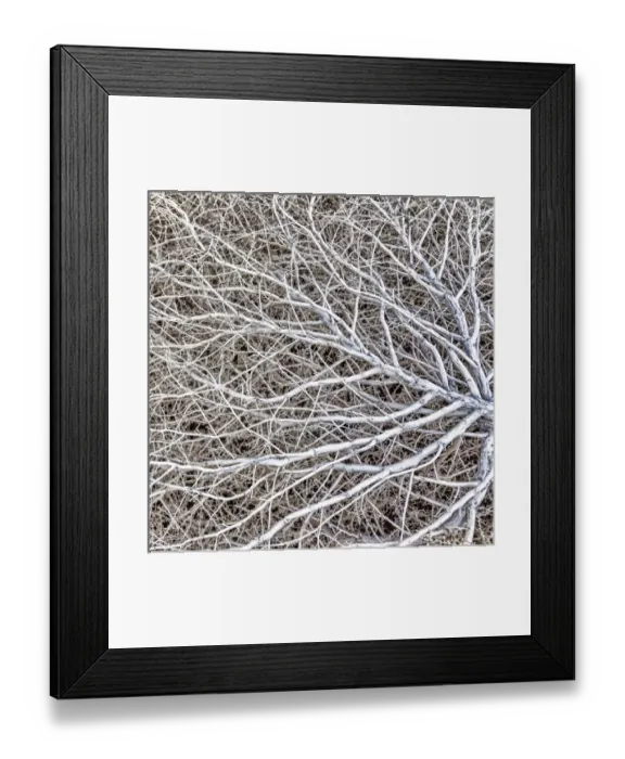 Framed Print : USA, Utah, Glen Canyon National Recreation Area. Close-up of tumble weed. Credit as Framed Print : USA, Utah, Glen Canyon National Recreation Area. Close-up of tumble weed. Credit as