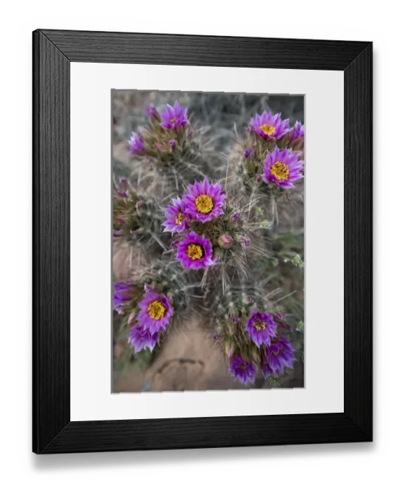 Framed Print : North America, USA, Utah. Whipples Fishook Cactus (Sclerocactus whipplei), UT Framed Print : North America, USA, Utah. Whipples Fishook Cactus (Sclerocactus whipplei), UT
