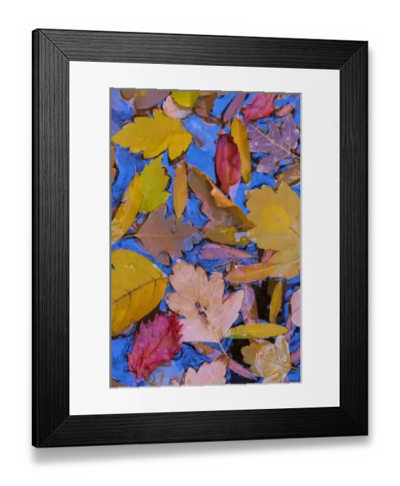 Framed Print : USA, Utah, Glen Canyon National Recreation Area. Fall leaves floating on a pond. Credit as Framed Print : USA, Utah, Glen Canyon National Recreation Area. Fall leaves floating on a pond. Credit as