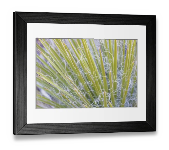 Framed Print : USA, Utah, Glen Canyon National Recreation Area. Close-up of a yucca plant. Credit as