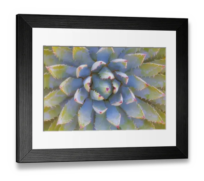 Framed Print : USA, Utah, Dixie National Forest. Close-up of yucca plant
