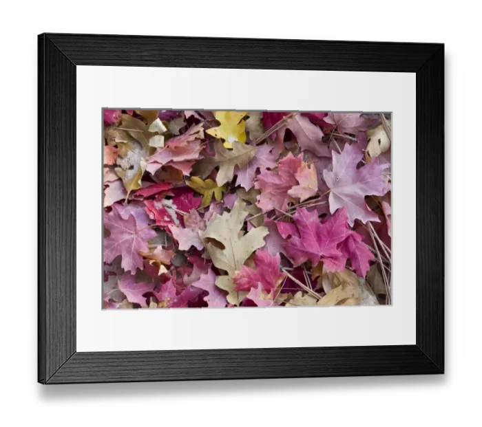 Framed Print : USA, Utah, Zion National Park. Close-up of red maple and oak leaves Framed Print : USA, Utah, Zion National Park. Close-up of red maple and oak leaves