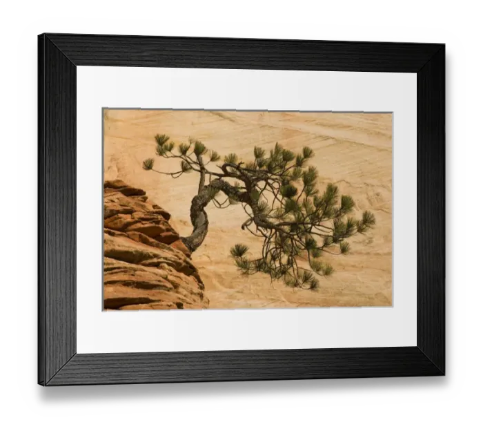 Framed Print : USA, Utah, Zion National Park. Pine tree growing out of red rocks Framed Print : USA, Utah, Zion National Park. Pine tree growing out of red rocks