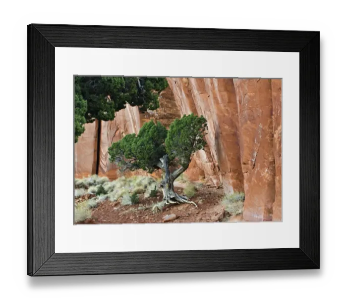 Framed Print : USA, Utah, Monument Valley Navajo Tribal Park. Juniper tree in sandstone canyon. Credit as Framed Print : USA, Utah, Monument Valley Navajo Tribal Park. Juniper tree in sandstone canyon. Credit as