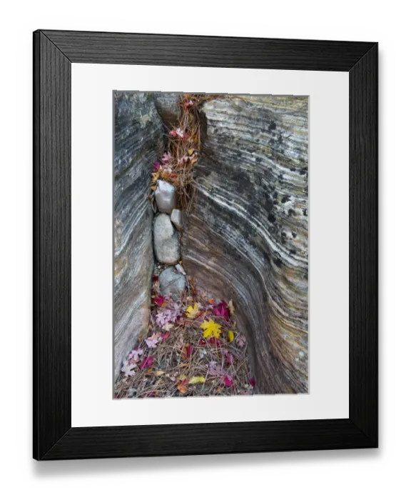 Framed Print : USA, Utah, Zion National Park. Canyon wall crevice with fallen leaves. Credit as