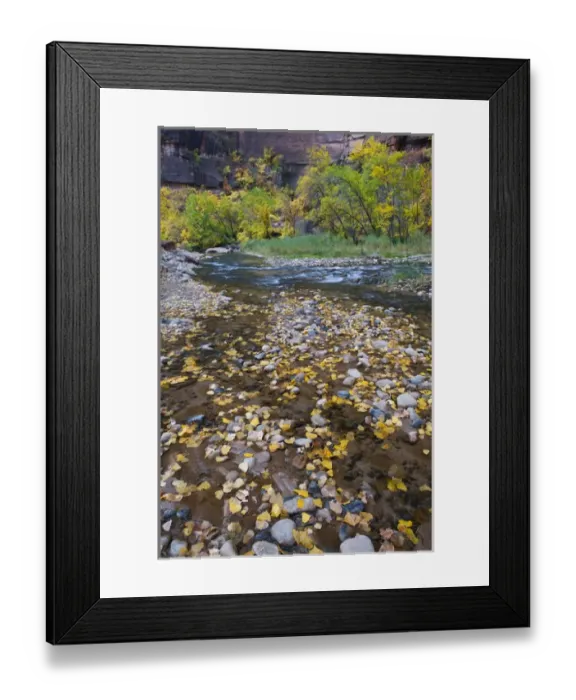 Framed Print : USA, Utah, Zion National Park. Fallen Leaves in The Narrows