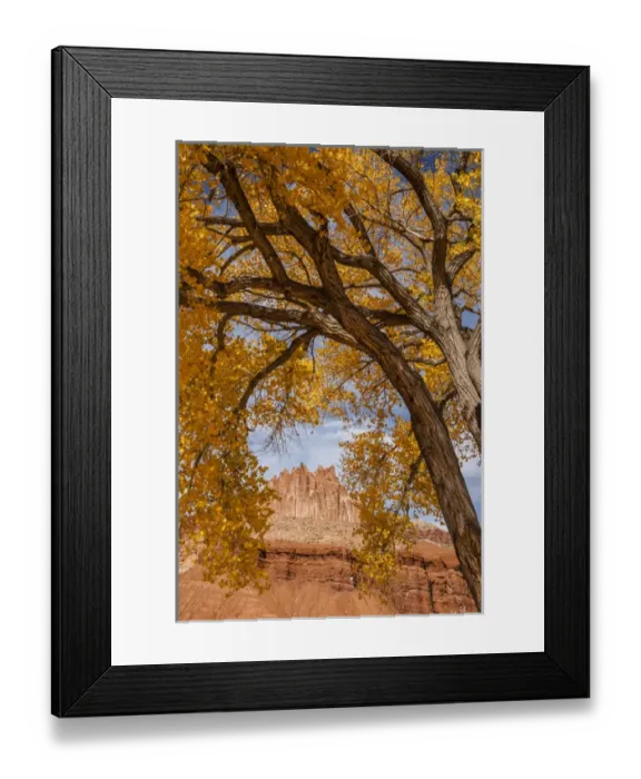 Framed Print : USA, Utah, Capitol Reef. The Castle rock formation framed by tree