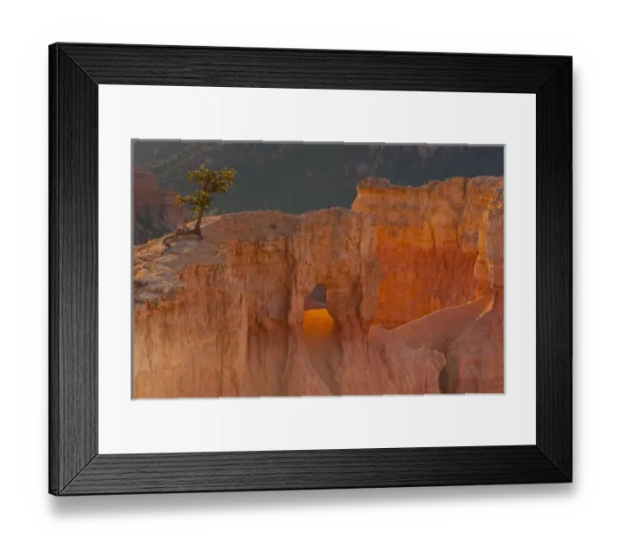 Framed Print : USA, Utah, Bryce Canyon National Park. Tree growing in rock formation. Credit as Framed Print : USA, Utah, Bryce Canyon National Park. Tree growing in rock formation. Credit as