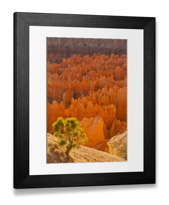 Framed Print : USA, Utah, Bryce Canyon National Park. Credit as: Cathy & Gordon Illg / Jaynes Gallery Framed Print : USA, Utah, Bryce Canyon National Park. Credit as: Cathy & Gordon Illg / Jaynes Gallery