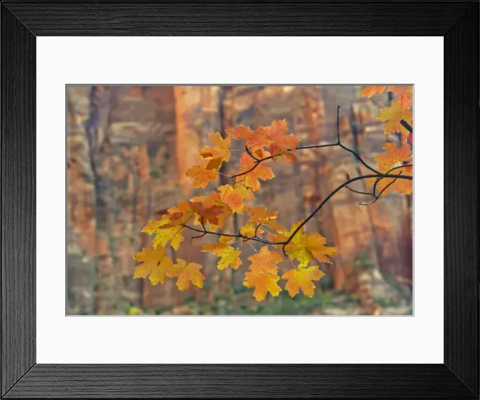 Framed Print : USA, Utah, Zion National Park. Autumn-colored maple leaves against rock formation Framed Print : USA, Utah, Zion National Park. Autumn-colored maple leaves against rock formation