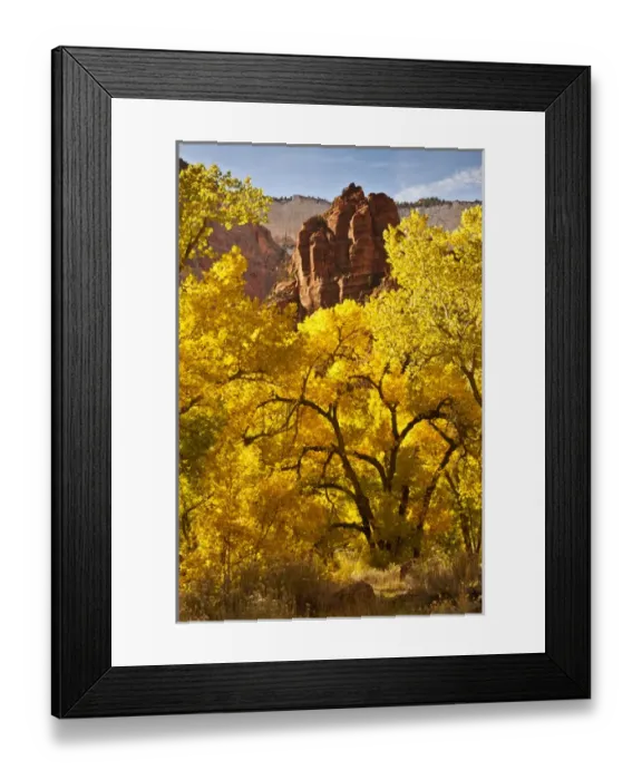 Framed Print : USA, Utah, Zion National Park. Autumn cottonwoods and rock formations. Credit as