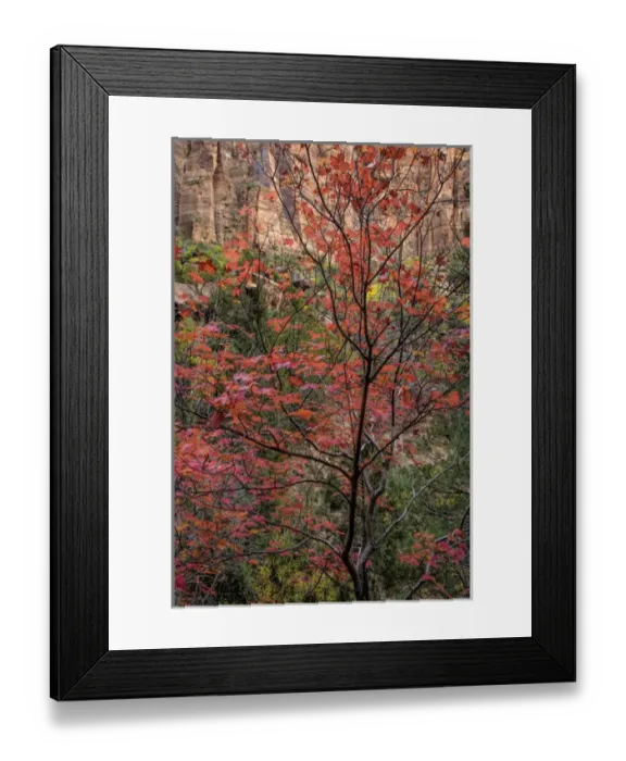 Framed Print : USA, Utah, Zion National Park. Autumn scenic