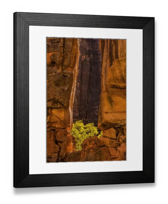 Framed Print : USA, Utah, Zion National Park. Tree and cliff Framed Print : USA, Utah, Zion National Park. Tree and cliff