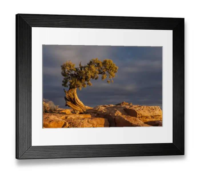 Framed Print : USA, Utah, Dead Horse Point State Park. Sunrise on juniper tree Framed Print : USA, Utah, Dead Horse Point State Park. Sunrise on juniper tree