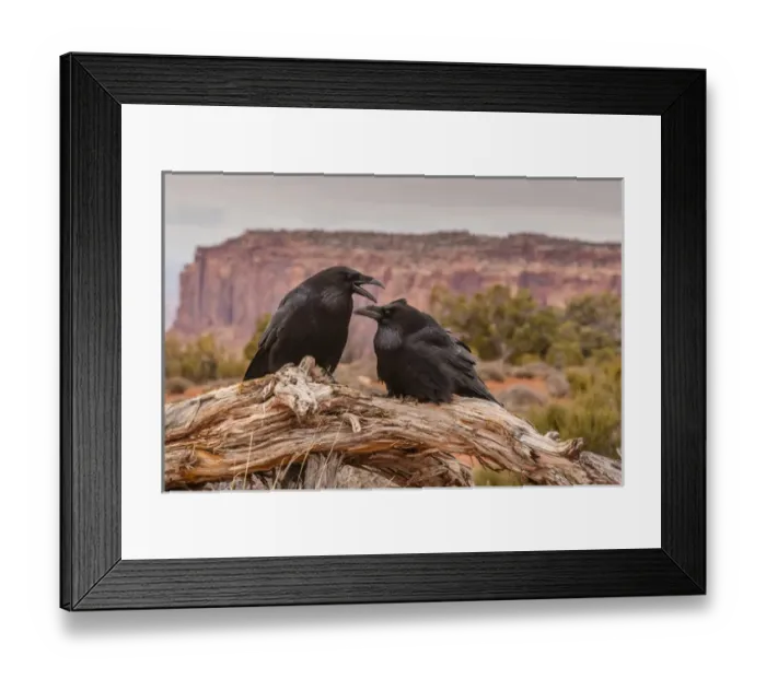Framed Print : USA, Utah, Canyonlands National Park. Pair of ravens on log Framed Print : USA, Utah, Canyonlands National Park. Pair of ravens on log