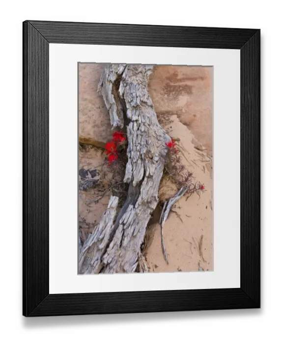 Framed Print : Desert Indian Paintbrush flowers under weathered log in Zion National Park, Utah, USA Framed Print : Desert Indian Paintbrush flowers under weathered log in Zion National Park, Utah, USA