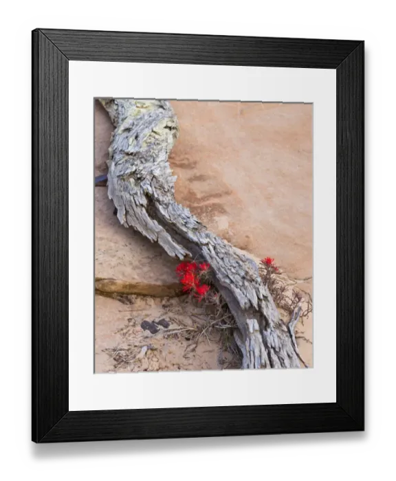 Framed Print : Desert Indian Paintbrush flowers under weathered log in Zion National Park, Utah, USA Framed Print : Desert Indian Paintbrush flowers under weathered log in Zion National Park, Utah, USA