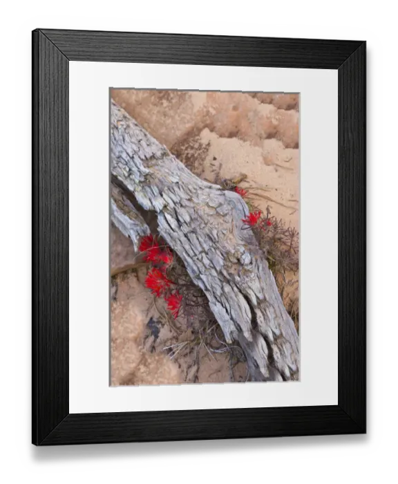 Framed Print : Desert Indian Paintbrush flowers under weathered log in Zion National Park, Utah, USA Framed Print : Desert Indian Paintbrush flowers under weathered log in Zion National Park, Utah, USA
