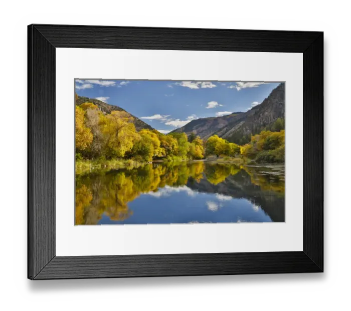 Framed Print : Cottonwoods, Maple and oak trees in fall color along Logan River, Utah, in the Wasatch