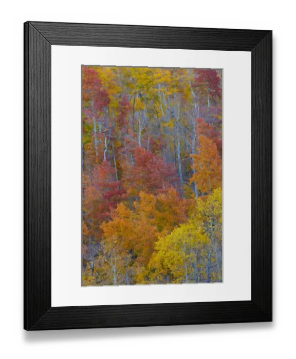 Framed Print : Aspens multi colored in autumn Wasatch Mountains and Hightway 39 east of Ogden, Utah Framed Print : Aspens multi colored in autumn Wasatch Mountains and Hightway 39 east of Ogden, Utah