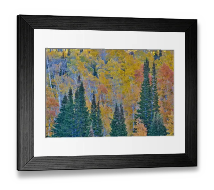 Framed Print : Aspens multi colored in autumn Wasatch Mountains and Hightway 39 east of Ogden, Utah Framed Print : Aspens multi colored in autumn Wasatch Mountains and Hightway 39 east of Ogden, Utah
