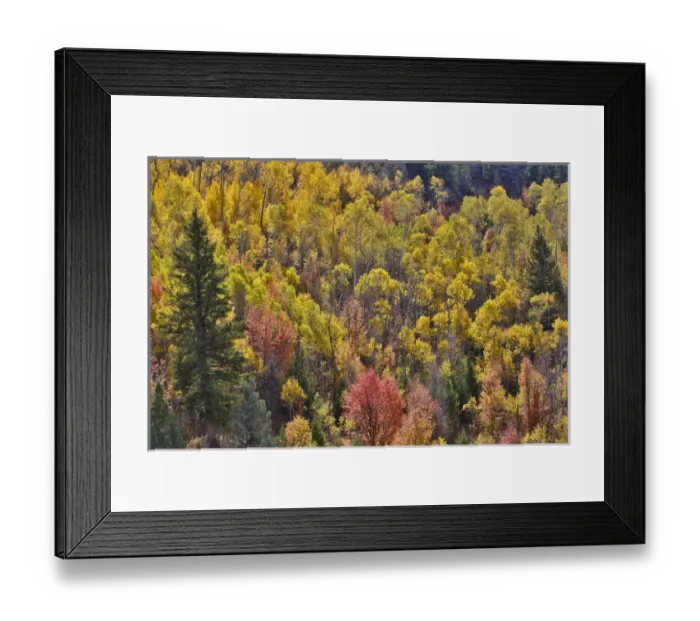 Framed Print : Aspen Groves in Wasatch Mountains near Logan Pass, Utah Framed Print : Aspen Groves in Wasatch Mountains near Logan Pass, Utah