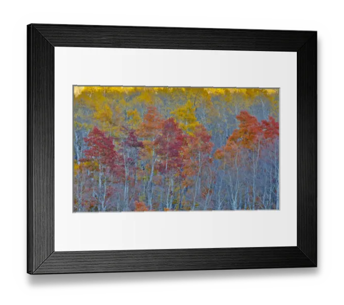 Framed Print : Aspens multi colored in autumn Wasatch Mountains and Hightway 39 east of Ogden, Utah Framed Print : Aspens multi colored in autumn Wasatch Mountains and Hightway 39 east of Ogden, Utah