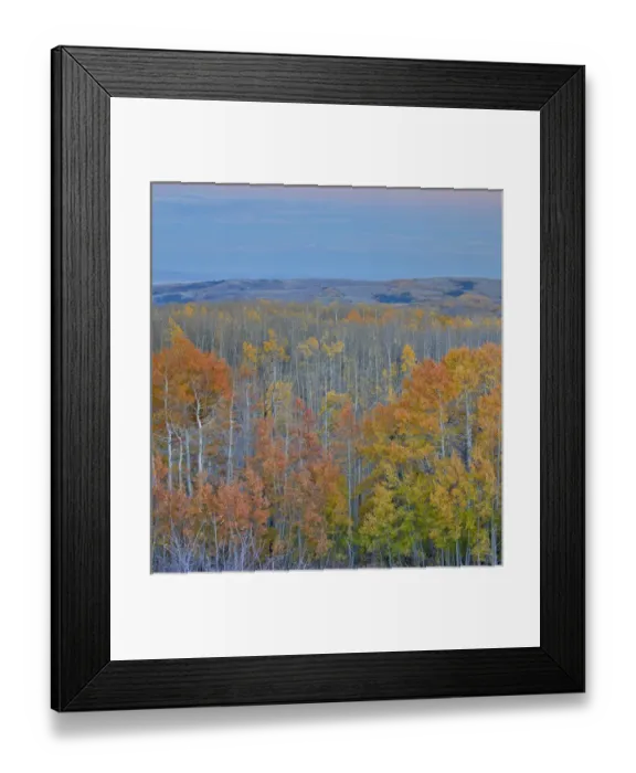 Framed Print : Aspens multi colored in autumn Wasatch Mountains and Hightway 39 east of Ogden, Utah Framed Print : Aspens multi colored in autumn Wasatch Mountains and Hightway 39 east of Ogden, Utah