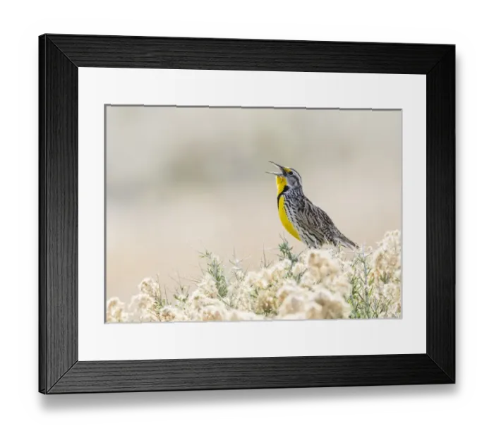 Framed Print : USA, Utah, Antelope Island, a Western Meadowlark sings from a sagebrush in the springtime Framed Print : USA, Utah, Antelope Island, a Western Meadowlark sings from a sagebrush in the springtime