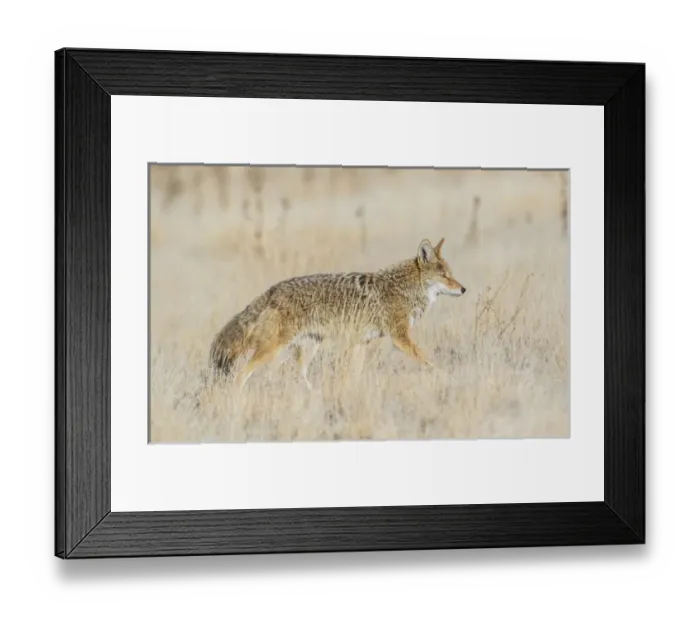 Framed Print : USA, Utah, Antelope Island State Park, an adult coyote wanders through a grassland Framed Print : USA, Utah, Antelope Island State Park, an adult coyote wanders through a grassland