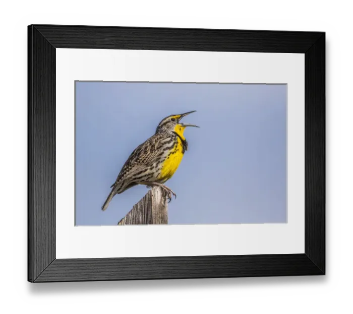 Framed Print : USA, Utah, Antelope Island, Western Meadowlark singing courtship and territory song