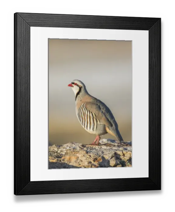 Framed Print : USA, Utah, Antelope Island State Park, Chukar male standing on rock ready to crow Framed Print : USA, Utah, Antelope Island State Park, Chukar male standing on rock ready to crow